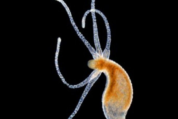 Kraken наркотики сайт