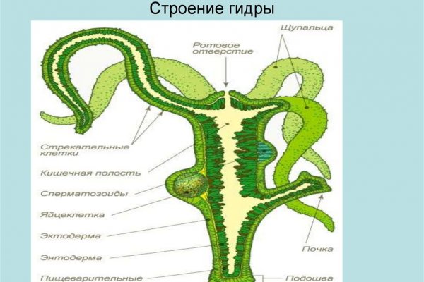 Кракен лег