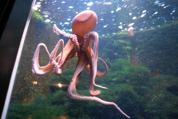 Ссылка на kraken at
