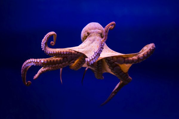 Craken12 at